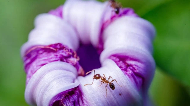 ¿Cómo quitar hormigas de las plantas? 7 pesticidas naturales muy eficacese