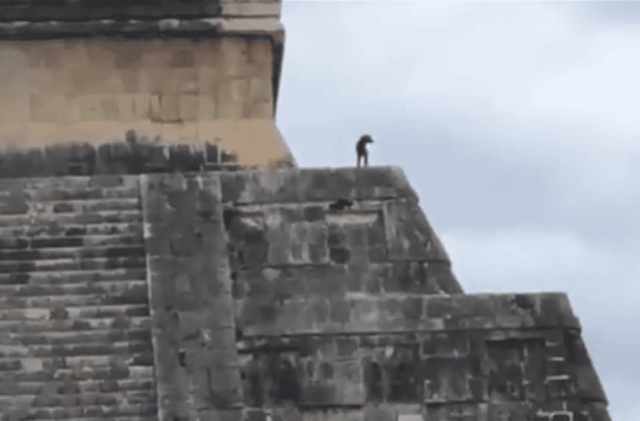 Perrito se escapa y sube a la pirámide de Chichén Iztá.