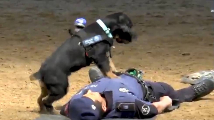 Perrito policía sorprende con su técnica de primeros auxilios.