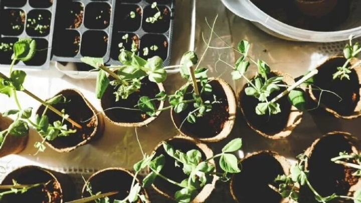 Mejora tus plantas con abono de carbón vegetal