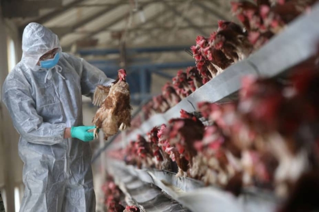 Nueva gripe aviar tiene mayor riesgo de propagación.