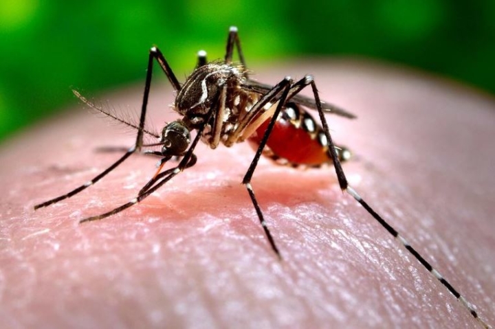 Científicos desarrollaron un potente antiviral que sería capaz de tratar y prevenir el dengue