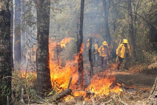 Incendio forestal en Huitzilac ha consumido 817 hectáreas