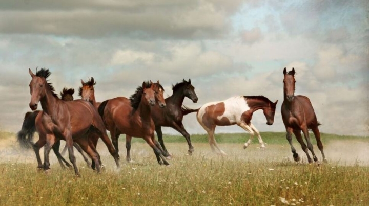 Estudio revela dónde fueron domesticados los caballos por primera vez