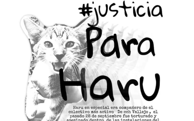 Denuncian tortura hasta la muerte contra un gatito en el CCH Vallejo de la UNAM