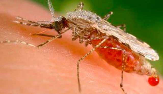 Reportan descenso drástico de casos de paludismo en México