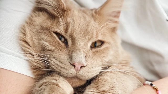 ¿Los gatos pueden elegir a sus dueños? Qué significa que un gato aparezca en tu casa