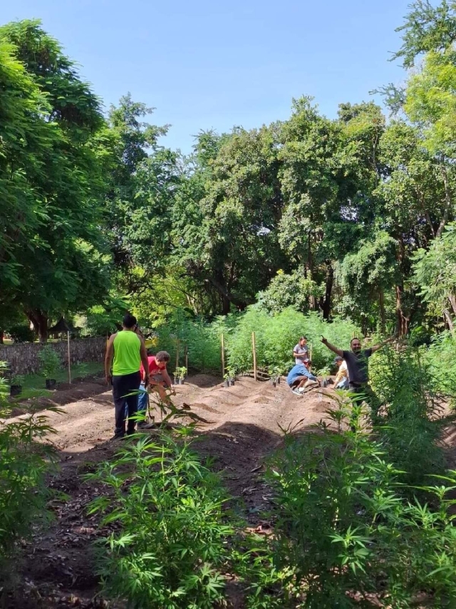 Una de las acciones del proyecto consiste en el cultivo comunitario.