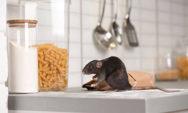 TikTok revela plaga de ratas en restaurante.