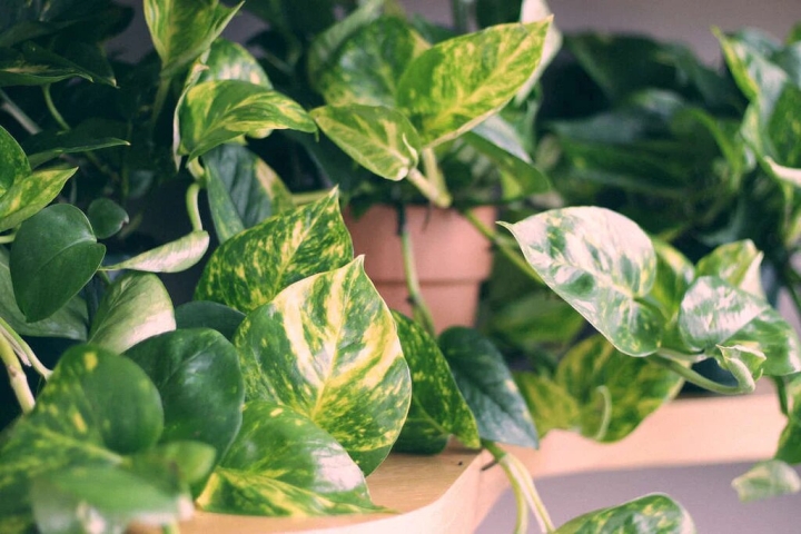 3 plantas que deberías tener en la cocina o casa para refrescarla y eliminar el calor