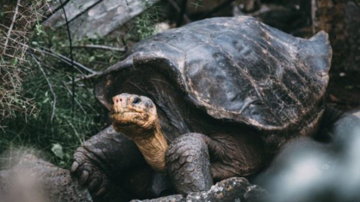 Científicos descubren 4 nuevos virus en las tortugas gigantes de Galápagos