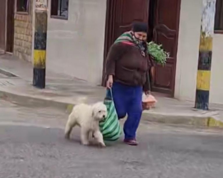 Perrito acompaña a su dueña al mercado y ayuda a cargar la bolsa del mandado