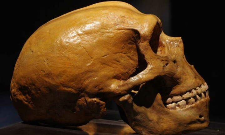 Científicos comprueban cambios en el cráneo humano a través de los años