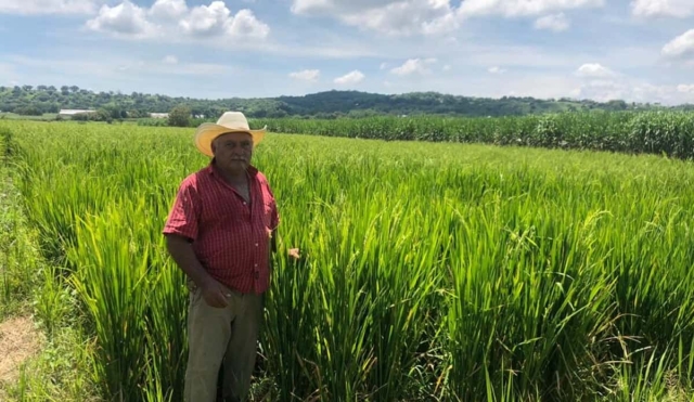 Lluvias intensas no han afectado cultivos de arroz: productores