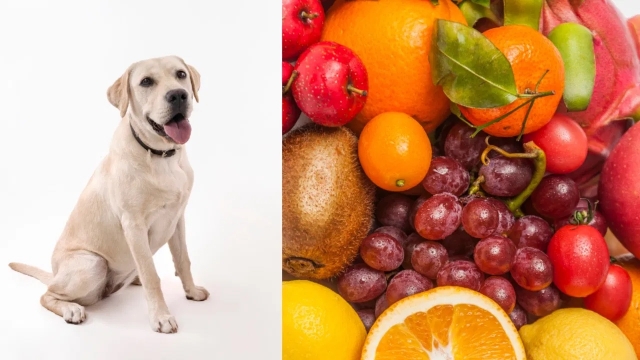 Frutas que están prohibidas para los perros ¡Nunca se las des a probar!