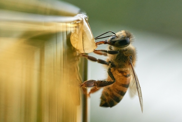 Las abejas, nuevas detectoras del coronavirus mediante el olfato