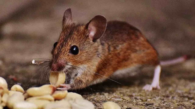 Cómo ahuyentar ratas y ratones: Repelentes libres de crueldad