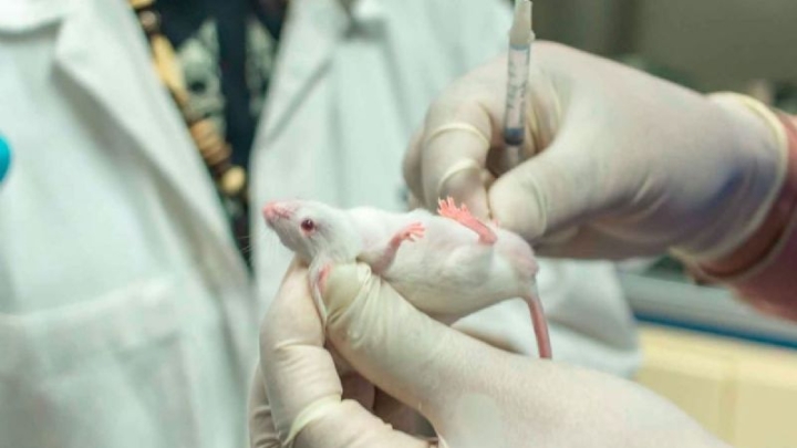 Investigadores afirman haber rejuvenecido y prolongado la vida de ratones ancianos. Así lo lograron