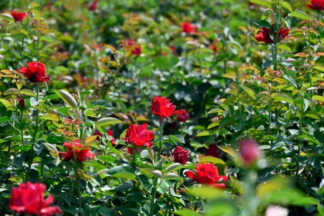 La Rosa, belleza de Temixco