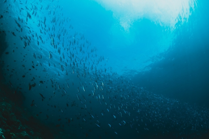 Científicos debaten sobre los problemas del ruido humano en el mar