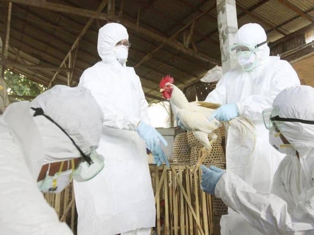 China confirma caso de gripe aviar H5N6.