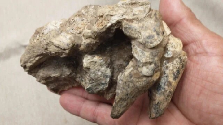 Fotografía cedida por el Museo Paleontológico San Pedro que muestra la mano fosilizada de un armadillo prehistórico, en San Pedro, provincia Buenos Aires.
