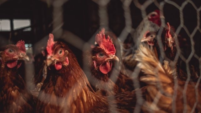 México notifica primer caso de gripe aviar H5N1