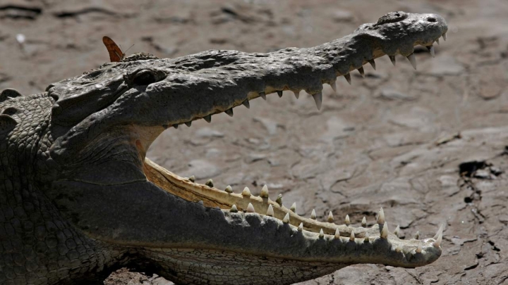 Hallan en China el tercer fósil de cocodrilo del cretácico que se localiza en Asia