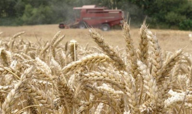 Acusan a Rusia de robar 200 mil toneladas de cultivos ucranianos
