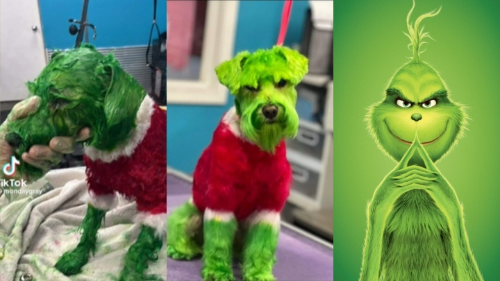 Mujer tiñe a su perrito de verde como el &#039;Grinch&#039; y se llena de críticas