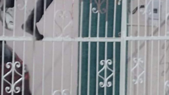Presunto ladrón queda ensartado en una reja tras intentar ingresar a una casa en Campeche