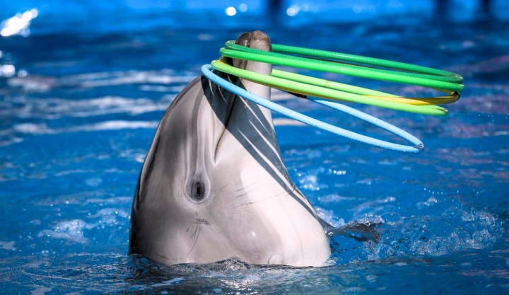Día Mundial de los Delfines en Cautiverio: una fecha para reflexionar y actuar