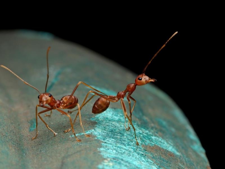 ¿Hormigas oncólogas? Estudio revela que los insectos ‘huelen’ el cáncer