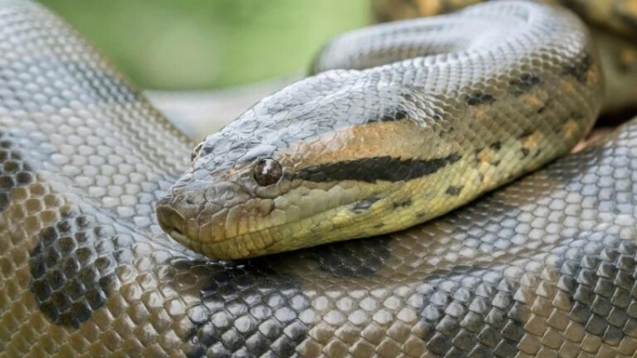 Encuentran una nueva especie de anaconda en el Amazonas