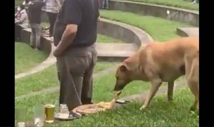 Perrito roba un pedazo de pizza a un abuelito