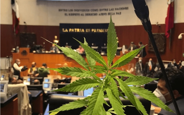 Suprema Corte discutirá el uso lúdico de la marihuana.