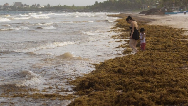 El sargazo invade las playas de Quintana Roo a días de que lleguen las vacaciones de verano