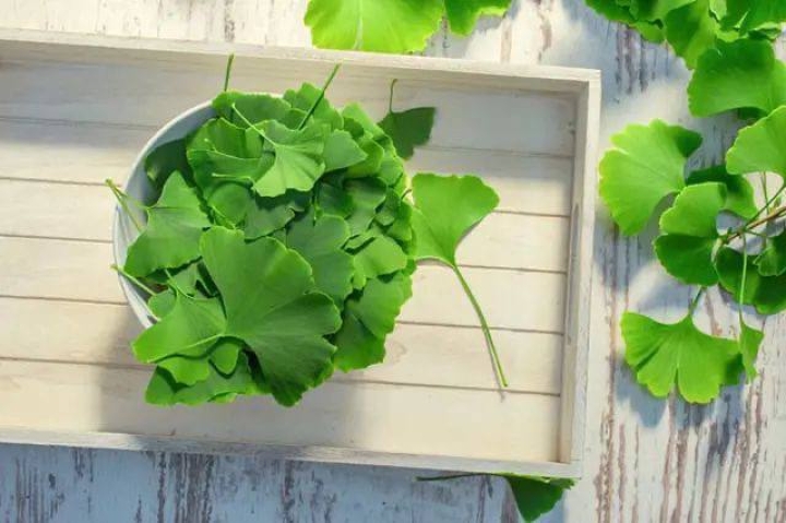 Ginkgo biloba: Mejora tu memoria y salud con esta planta ancestral