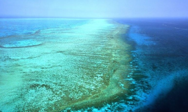 Plan “Arrecife 2050” busca salvar la Gran Barrera de Coral en Australia