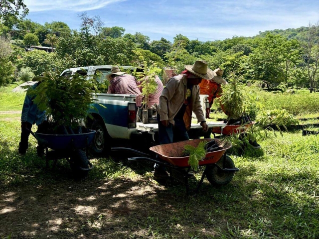 Más de tres mil plantas fueron donadas por un invernadero que se sitúa en el municipio de Amacuzac.