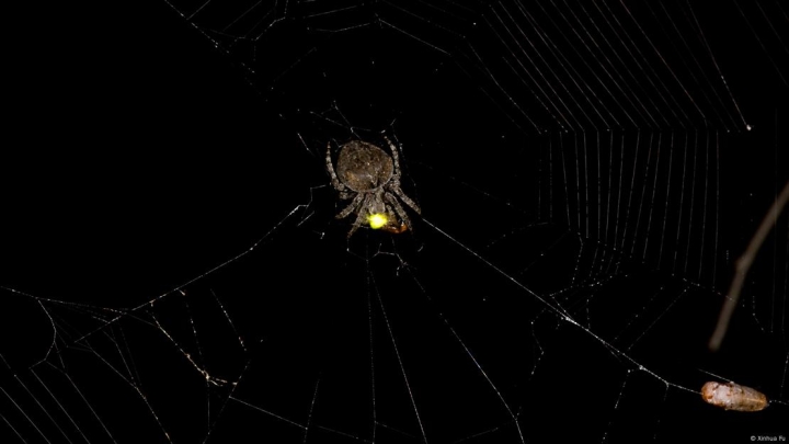 Araña usa la luz de luciérnagas para atraer más presas