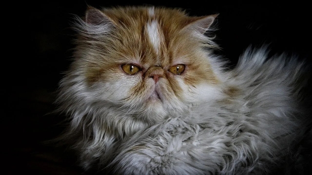 ¿Cómo saber si tu gato persa es de raza pura? Fíjate en estos detalles