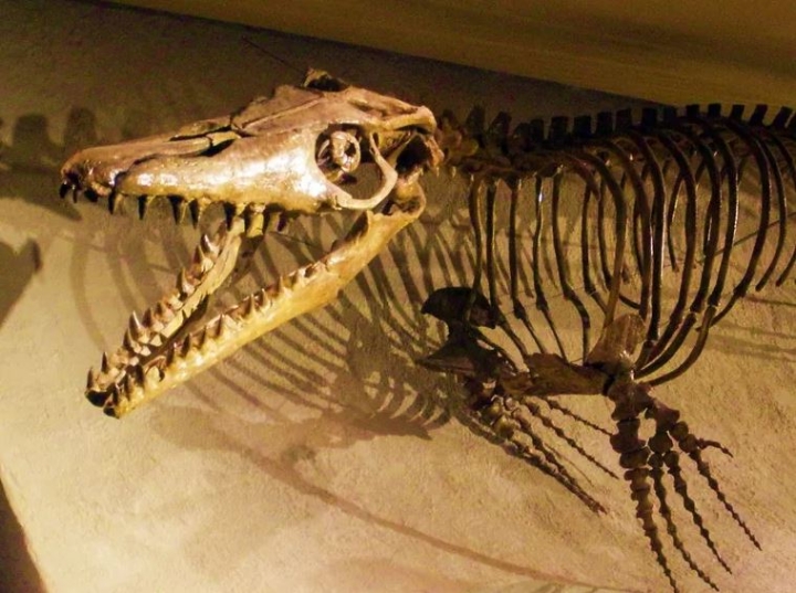 Los reptiles marinos que convivieron con los dinosaurios