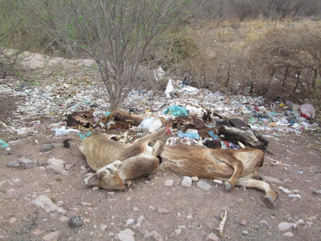 El ganado que muere en Quilamula simplemente es arrojado a un costado de la carretera, como acordaron hace años, pero su descomposición al aire libre genera malos olores.