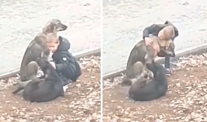 Niño se detiene para abrazar a un par de perritos callejeros