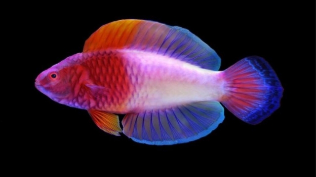 Descubren un pez del color del arcoíris, en la profundidad del océano