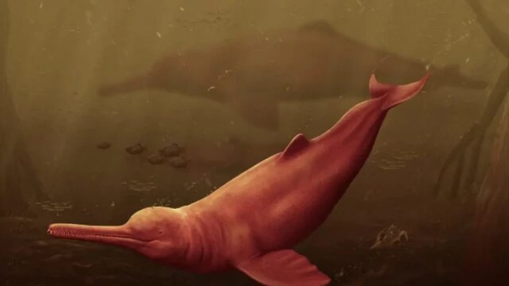Descubren en el Amazonas el fósil del delfín más grande de la historia