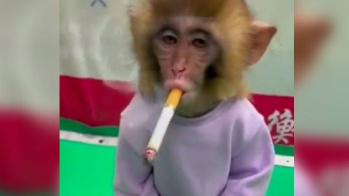En China obligan a mono bebé a fumar.