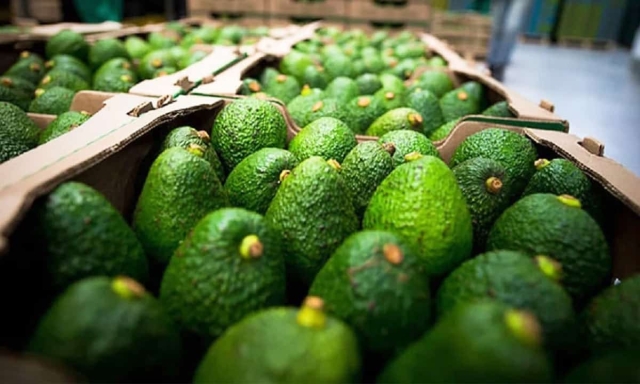 Estados Unidos suspende importación de aguacate de Michoacán