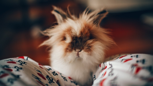 Conejo cabeza de león: ¿Cuánto crece y cómo cuidar a esta tierna mascota?